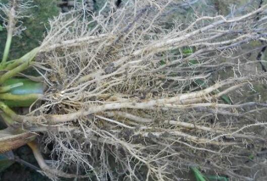 植物根系分析儀，選擇山東云唐如何？