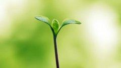 植物根系分析儀的作用是什么呢？