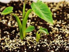 手持葉綠素檢測儀的使用方法是什么？